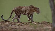 Galle/Tangalle/Mirissa/Hiriketiya - YALA Safari - Drop: Arugambay