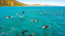 Dolphin, Sea Cave & Captain Cook Snorkel Combo in Kealakekua Bay