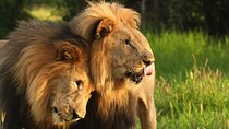 2-Day Hluhluwe Imfolozi and Isimangaliso Wetlands Tour Fro Durban