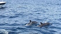 Oman's Coastal Magic Dolphin Watching Tour in Muscat