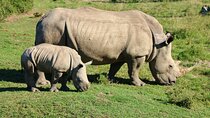  2 Days Pilanesberg National Park Luxury Safari 