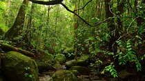 Exclusive Rainforest Tour Capped with a Refreshing Waterfall Dip