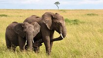 Full Day Tala Game Reserve and Natal Lion Park from Durban