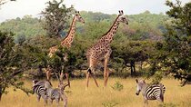 4 Day Private Garden Route Tour from Cape Town