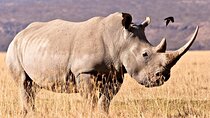 From Durban - Half Day Tala Game Reserve Tour