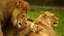 4 Day Kruger National Park and Panorama from Johannesburg