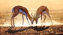 Cape Town to Kruger: City and Safari