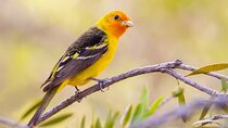 Private California Birding Photography Full DayTour