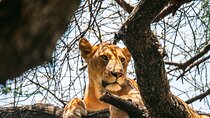 Wonders of Nature: 5-Day Tanzania Wildlife Safari Adventure