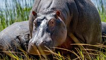 1 Day Safari to Akagera national park-Big5 Safari
