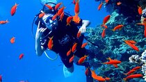 Orange Island Snorkeling Sea Trip with Diving from Hurghada 