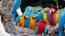 Bali Bird Park-Jungle Swing-Monkey Forest-RiceTerrace-WaterTemple