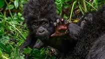 3 Days Mountain Gorilla trekking safari - Volcanoes NP 