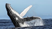 Private Tour: Whale Watching Shared Boat Trip from Cape Town