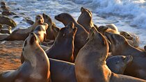 1.5 Hour Walking Tour from La Jolla in San Diego