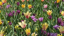 Dallas Arboretum and Botanical Gardens Tour