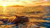 Dolphins Watching in the National Park Brijuni from Pula