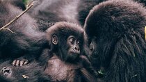 1 Day Mountain Gorilla Trekking in Volcanoes National Park