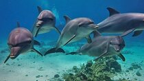 Dolphin House Royal Sea Trip Experience Hurghada
