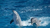 Dolphin House Cruise with Snorkeling and Lunch in Hurghada 
