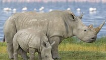 5 Day Garden Route Addo National Park and Botlierskop Game 