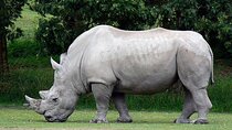 Tala Game Reserve Half Day Safari from Durban