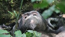 2 days Chimpanzee Tracking and Canopy Walk Nyungwe
