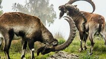 3 Days Trekking Simien Mountains Tours