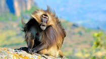 4 Days Trekking to Simien Mountain National Park 