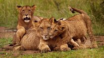 Day Trip Private Safari in Akagera Park with hotel pickup