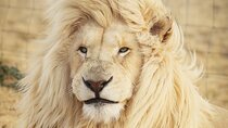 Big 5 Safari Aquila Full Day Private Return From Cape Town