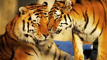 4 Day Golden Triangle Tour With Ranthambore Tiger Safari India