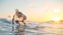Learn to surf on the endless beaches in southern Fuerteventura