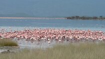 8-Day Private Safari Tour in Nairobi Kenya
