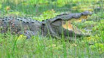Glamping & Safari - Wilpattu National Park 1 night 2 days 