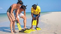 Luxury Swimming with DOLPHINS IN MNEMBA and LUNCH 