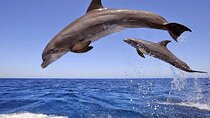 Dolphin House Snorkeling Fun in Hurghada