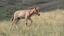 Wildlife Watching Day Tour at Hustai National Park