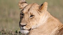 Full-Day Lake Nakuru National Park Private Guided Tour with Lunch
