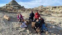 Discover La Leona Petrified Forest: Guided Hiking Tour