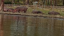 Private Day tour to Hell's Gate National Park and Lake Naivasha 