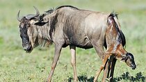 8 Day Exclusive Serengeti Safari Witness the Mara River Crossing