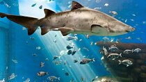 Ticket Palma Aquarium