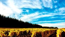 Premium Fraser Valley and White Rock Private Wine Tour