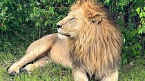 4-Day Adventure to Lake Nakuru & Maasai Mara