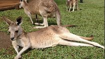 Two-Days Kuranda Rainforestation + Green Island Great Barrier 