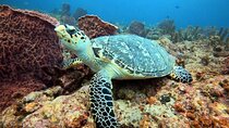 Lauderdale By The Sea Replicated Shipwreck & Reef Snorkel Trails