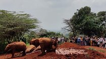 Nairobi National Park, Elephant Orphanage & Giraffe Center tour.