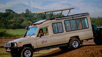 5 days Living Among Lions with Kojuu Safaris - Mid range Lodge 