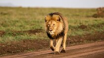 9 Days Great Migration Safaris with Kojuu Safaris Africa-Luxury.